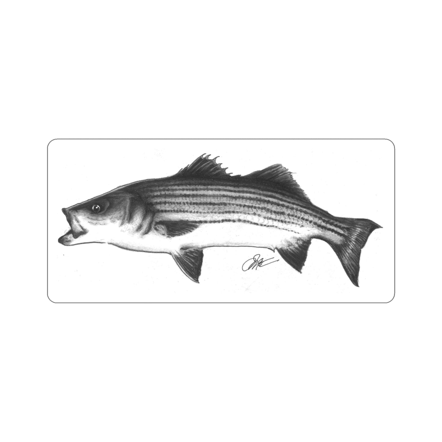 Tail-Whip Striped Bass Die-Cut Sticker