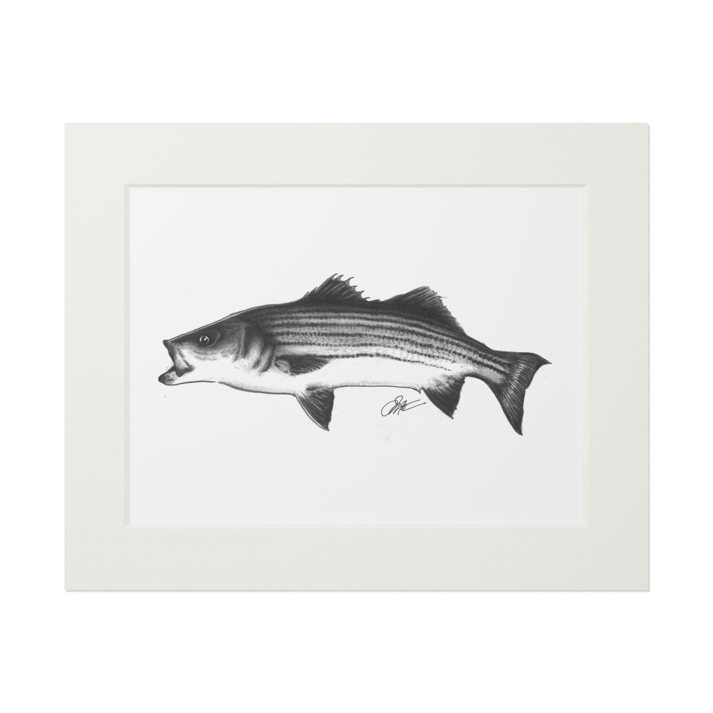 Tail-Whip Striped Bass sketch Fine Art Prints (Passepartout Paper Frame)
